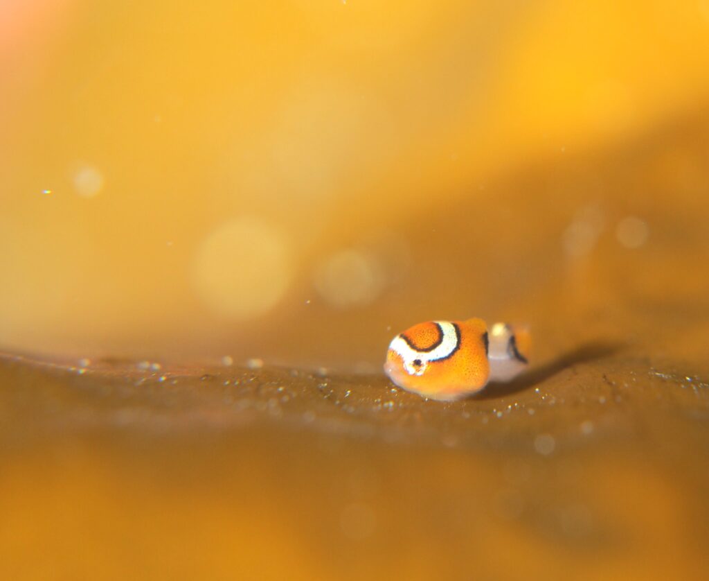 ダンゴウオシーズン到来！ - 遊Dive