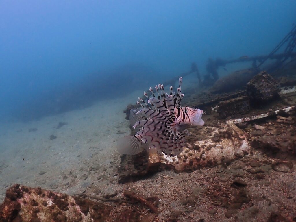 穏やかな海でした - 遊Dive