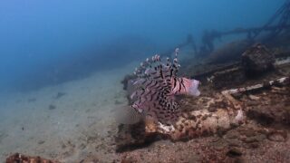 穏やかな海でした - 遊Dive